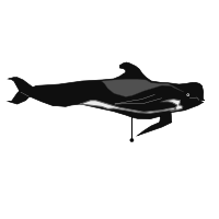 _images/longfinnedpilotwhale_low.png